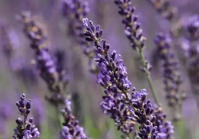 Vibrant Lavender Blooms: Aromatic Purple Hues in Nature