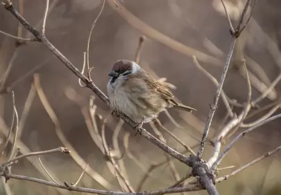 Charming Eurasian Tree Sparrow: A Winter Nature Portrait