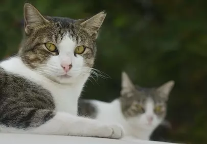 Captivating Feline Pair: Intense Gaze of Tabby and White Cats