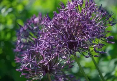 Vibrant Purple Allium Blooms: A Macro Garden Spectacle