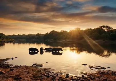 Breathtaking African Sunset: Hippos in Serene Wilderness Waters