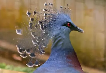 Majestic Victoria Crowned Pigeon: A Glimpse of Papua's Exotic Beauty