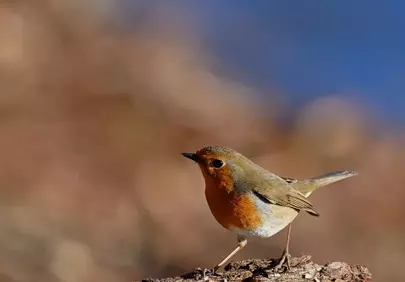 Vibrant Robin's Serene Gaze: Nature's Beauty Captured in HD