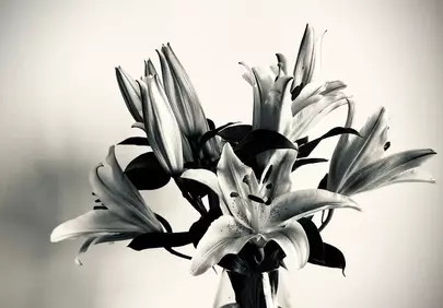 Stunning Black & White Lilies: Elegant Floral Art Deco