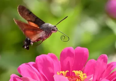 Vibrant Zinnia Nectar: Hummingbird Moth in Flight