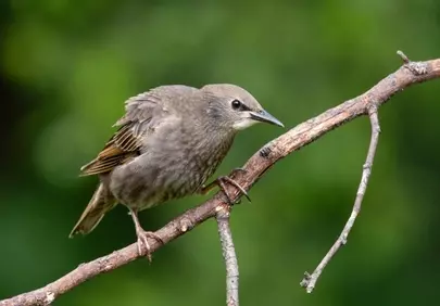 Charming Starling Perched in Lush Forest Habitat