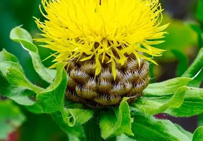Vibrant Yellow Bloom: Macro Nature's Exquisite Detail