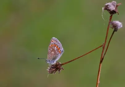 Vibrant Common Blue Butterfly Resting on Dry Flower in Summer Meadow