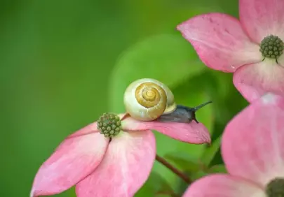 Enchanting Snail: Macro Beauty on Pink Kousa Blossoms