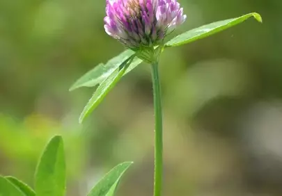 Vibrant Red Clover Bloom: A Summer Wildflower Macro