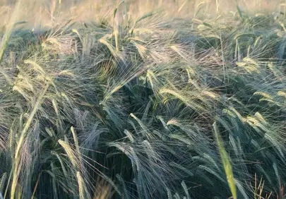 Golden Sunset Whispers: Ripe Wheat Fields Dance in the Evening Light