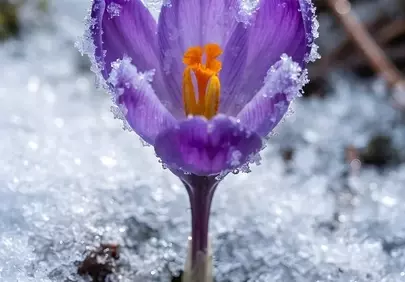 Vibrant Crocus Defying Frost: A Spring Awakening