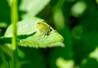 Vibrant Green Beetle: A Macro Glimpse into Nature's Intricate Details