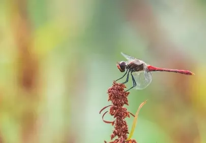 Vibrant Red Dragonfly Perched on a Meadow Plant