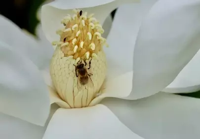 Macro Marvel: Bee Pollinating a Pristine Magnolia Blossom