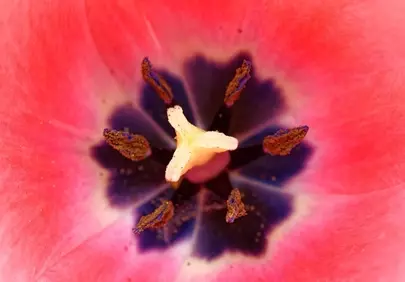 Vibrant Tulip Macro: A Stunning Close-up of Nature's Heart