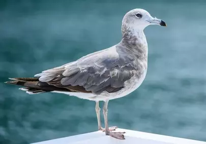 Graceful Juvenile Seagull: Mediterranean Coastal Beauty