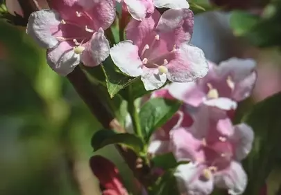 Vibrant Pink Blossoms: A Springtime Macro Delight