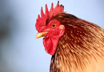 Majestic Leghorn Rooster: Vibrant Farm Bird Close-up