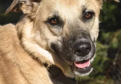 Charming Brown Dog Portrait: Happy & Loyal Companion