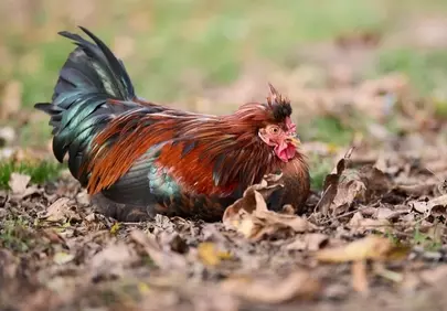 Vibrant Rooster Rests in Golden Autumn Leaves