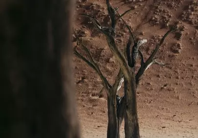 Dramatic Dead Trees: Barren Desert Landscape Beauty