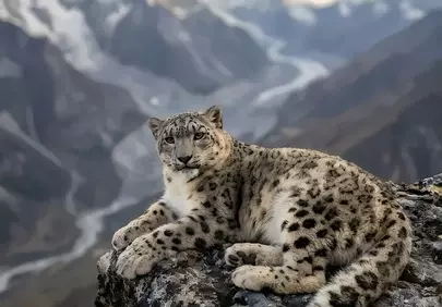 Majestic Snow Leopard: Guardian of the Icy Peaks