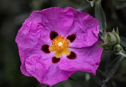 Vibrant Pink Cistus Blossom: A Macro Delight