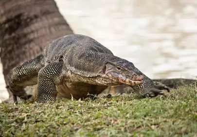 Majestic Monitor Lizard Stalking in Lumpini Park