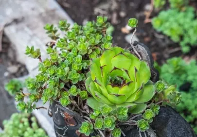 Vibrant Green Succulents: Nature's Resilient Beauty