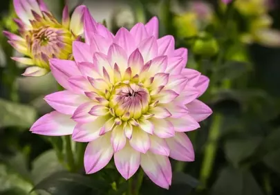 Stunning Pink Dahlia: A Macro Summer Bloom