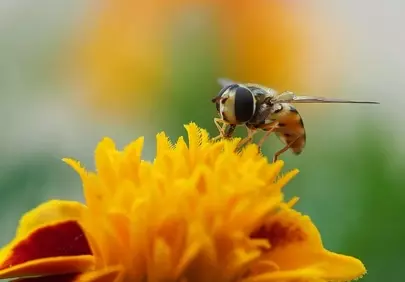 Vibrant Bloom: Hoverfly on Marigold Macro