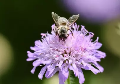 Vibrant Macro: Honeybee Pollinating Purple Scabiosa Flower