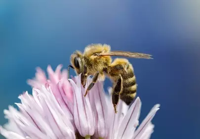 Vibrant Macro: Honeybee's Floral Feast on Pink Blossom