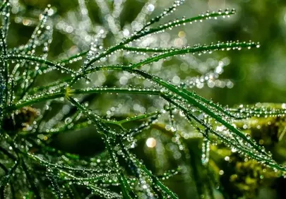 Sparkling Dewdrops on Lush Green Grass at Sunrise
