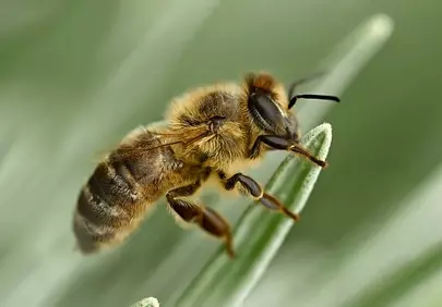 Macro Marvel: Bee Resting on Lavender in Vivid Detail
