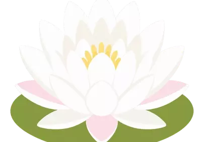 Serene White Water Lily: A Symbol of Purity and Peace