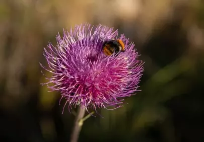 Vibrant Thistle Bloom: Bumblebee's Nectar Oasis