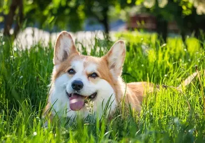Charming Corgi's Summer Serenity in Lush Green Grass