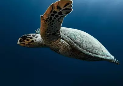 Majestic Hawksbill Turtle Gliding Through Deep Ocean