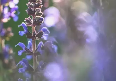 Enchanting Lavender: Soft Light & Nature's Serene Hues