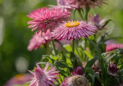 Vibrant Pink Strawflowers Blooming in Summer Sun