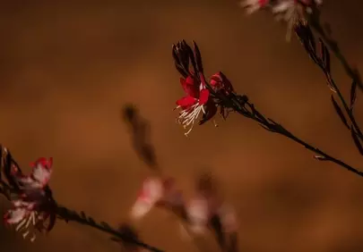 Vibrant Gaura: Macro Beauty in Nature's Embrace