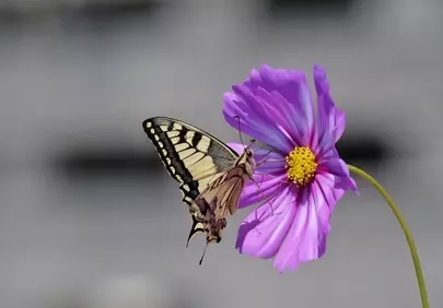 Vibrant Cosmos Dance: A Swallowtail's Delicate Feast