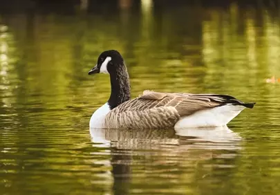 Serene Canadian Goose Gliding on Reflective Lake Water