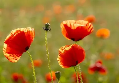 Vibrant Poppy Field: A Dazzling Red Floral Display