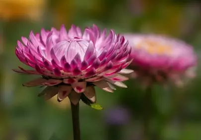 Vibrant Pink Strawflower: Macro Garden Beauty
