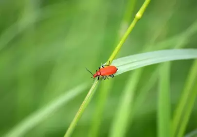 Vibrant Red Beetle on Green Leaf Macro