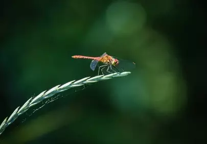 Stunning Macro Dragonfly on Green Grass Blade