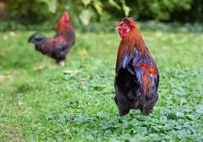Vibrant Roosters: Nature's Colorful Farm Charms